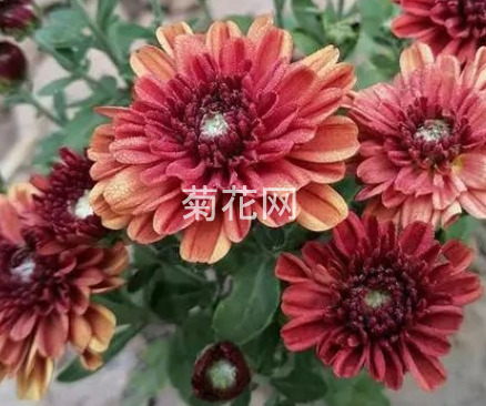 如何在家中养护菊花