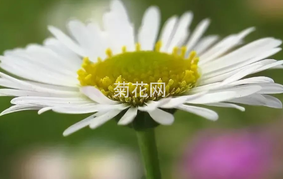 菊花的象征意义有哪些？