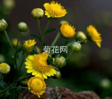 菊花的花期一般是什么时候？