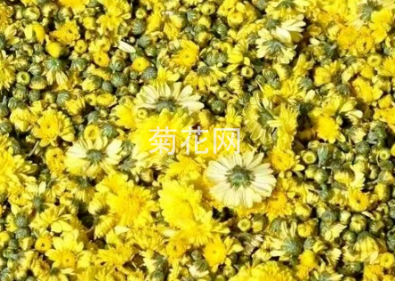 怀菊花的栽培历史特点