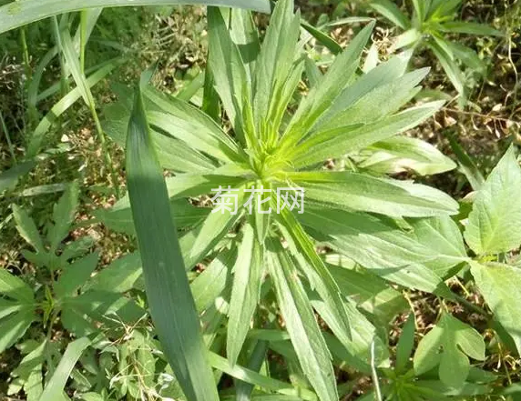 小蓬草（小飞蓬）