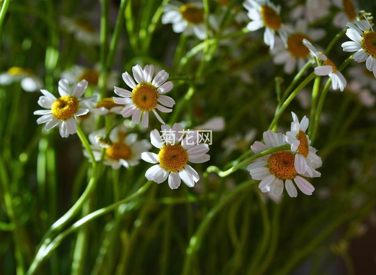 洋甘菊长啥样？洋甘菊图片