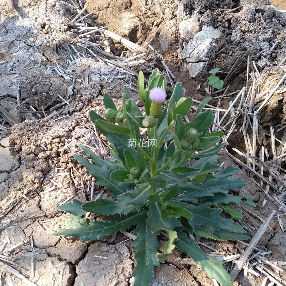 小蓟草图片（刺儿菜图片）实拍