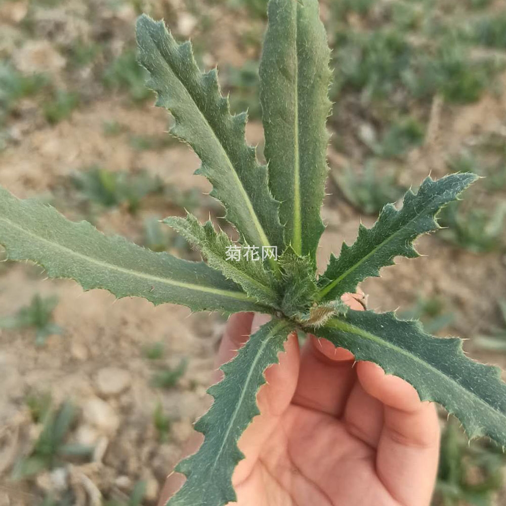 大概5月份的小蓟草长这样