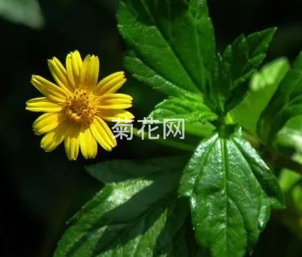 野菊花与菊花的区别