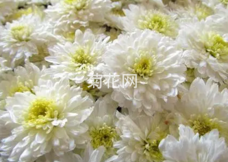 滁菊和胎菊哪个更好点