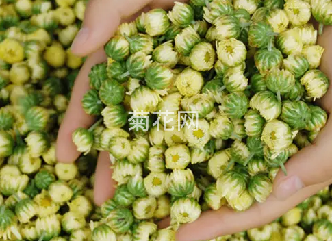 蕾菊长什么样子？（图片）