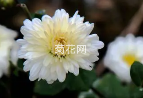 明目选择什么品种的菊花茶比较好？