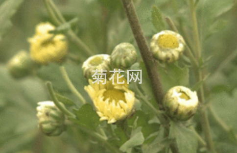 惠白菊