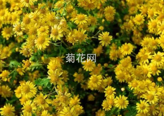 野菊花什么时候采为佳