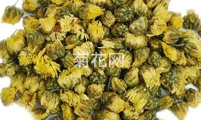 胎菊王是什么品种的菊花