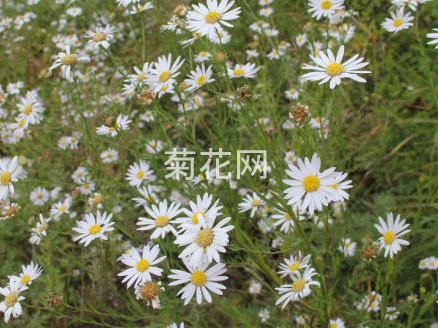 山白菊的花期