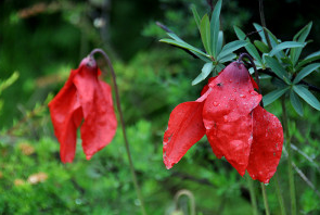 红花垂头菊