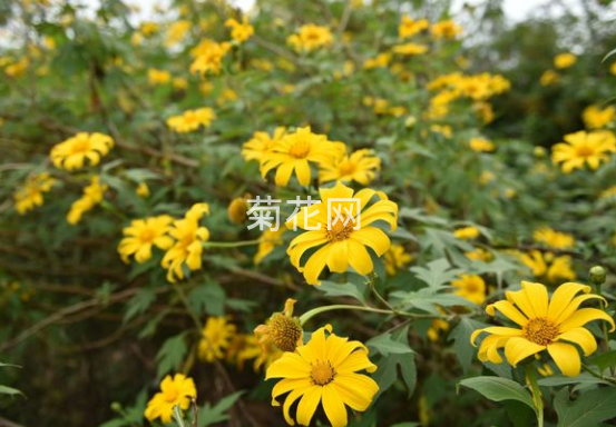 黄花臭菊