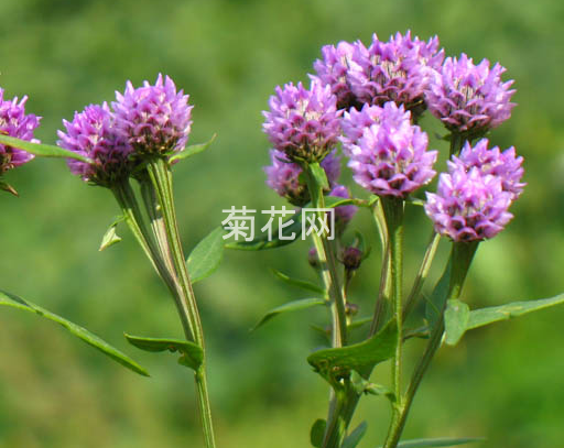 少头风毛菊