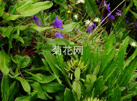 圆叶风毛菊