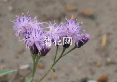 小头风毛菊