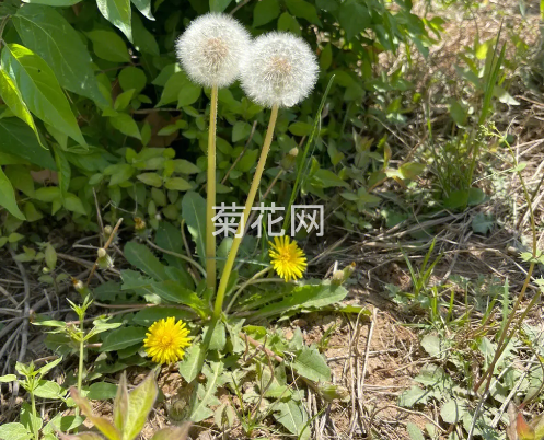 黄花地丁是蒲公英吗