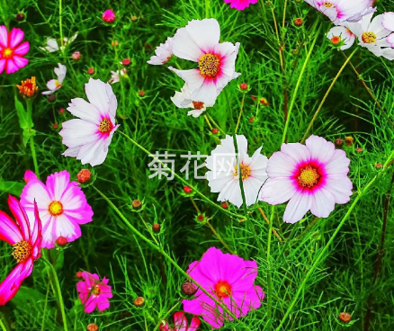 波斯菊与格桑花区别