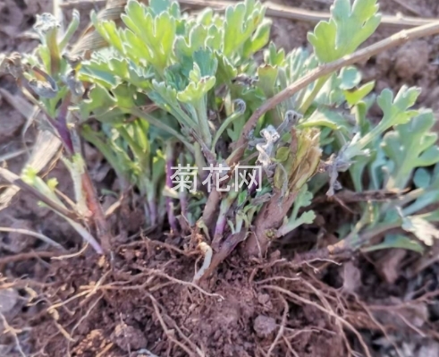 哪里可以买到正宗的怀菊花苗