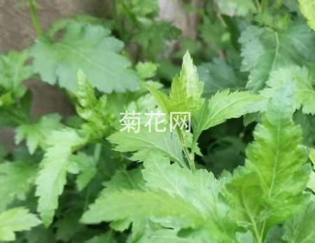 怀菊花叶子泡茶