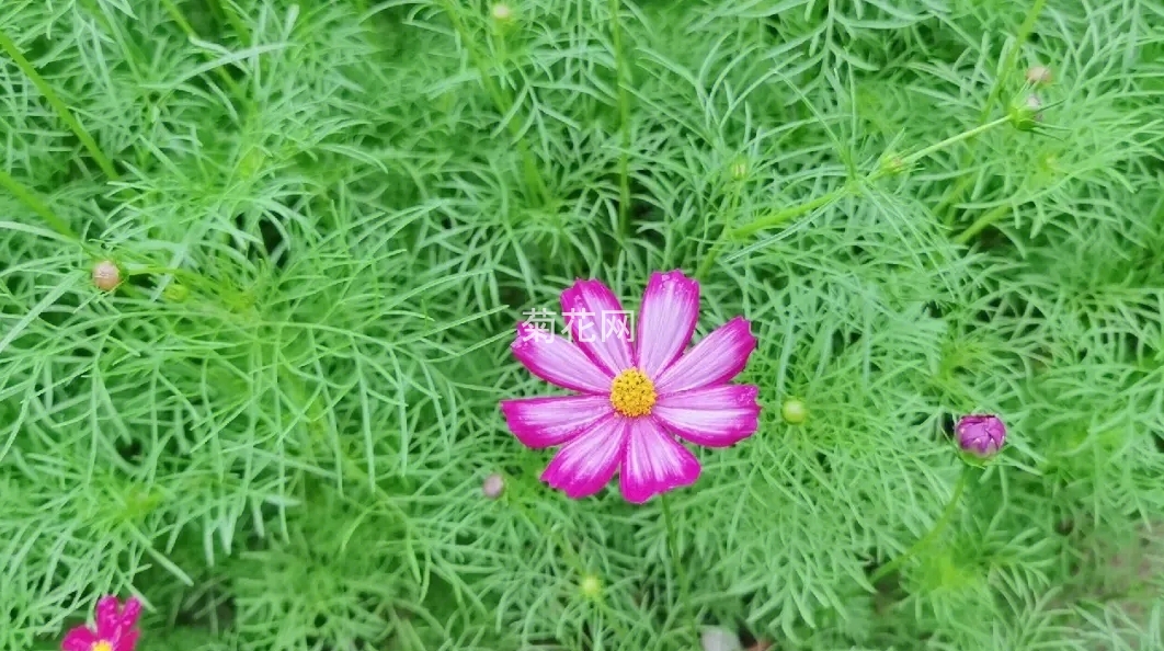 波斯菊的图片实拍欣赏