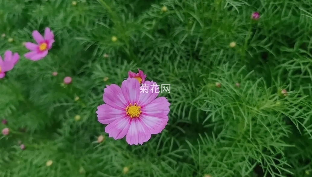 波斯菊图片2