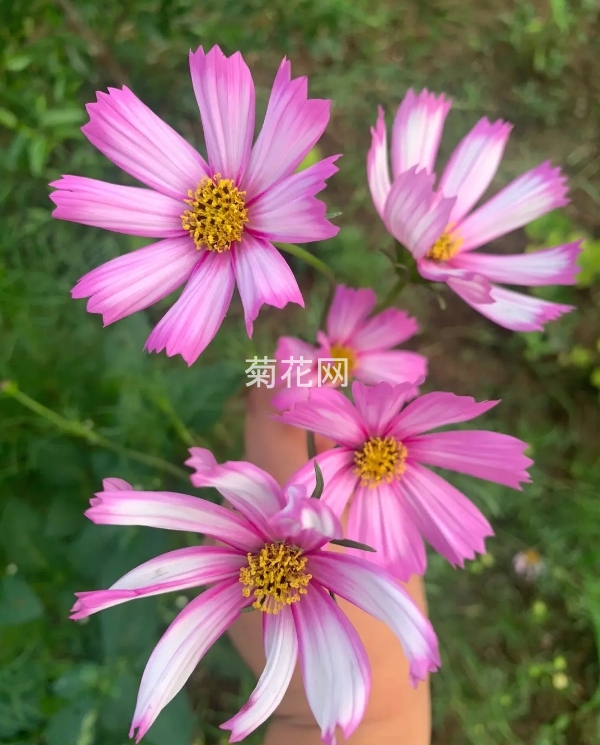 波斯菊图片3