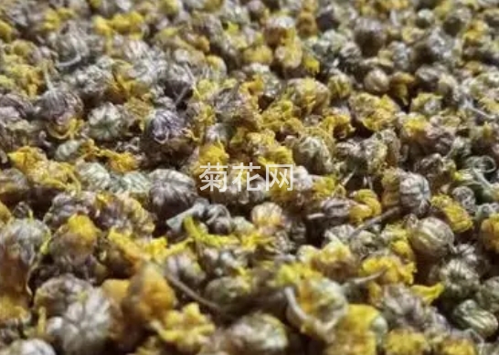 如何甄选品质卓越的野菊花