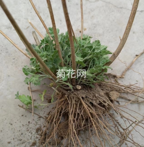 野菊花什么时候种植成活率最高