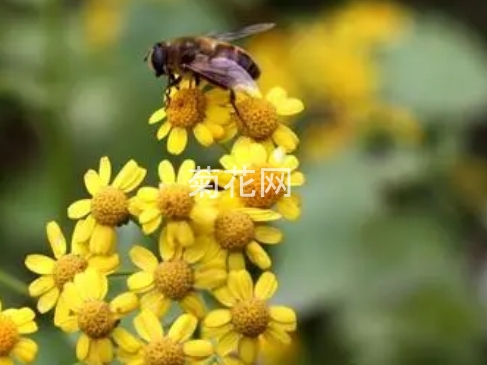 野菊花花蕾好还是带花瓣的好？