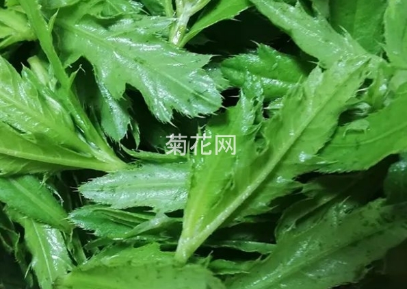 小蓟草怎么吃？