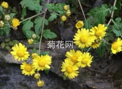 野菊花正确的建议喝法