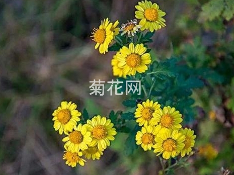 如何甄选适宜的野菊花茶？