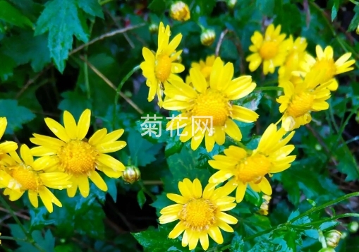 野菊花适合家庭庭院种植吗