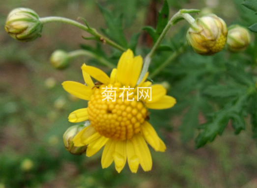 野菊花有地理产区的保护的吗？