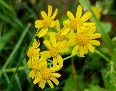 野菊花可以和蜂蜜一起泡茶喝吗