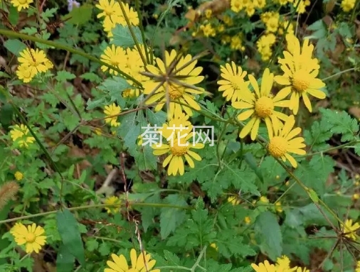 野菊花为啥那么便宜