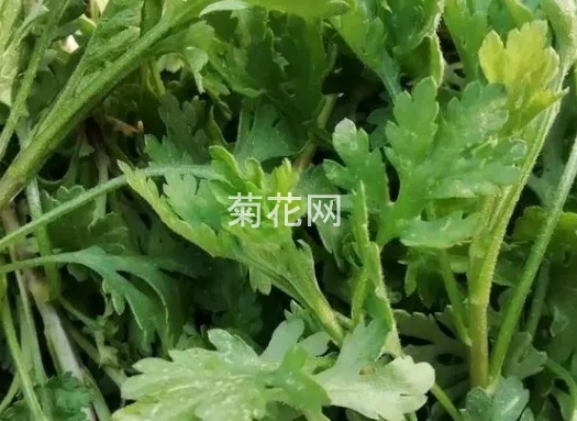 野菊花的叶子能吃吗?