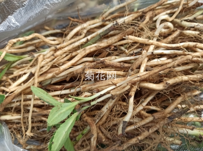 菊科植物小蓟根（图片实拍1）