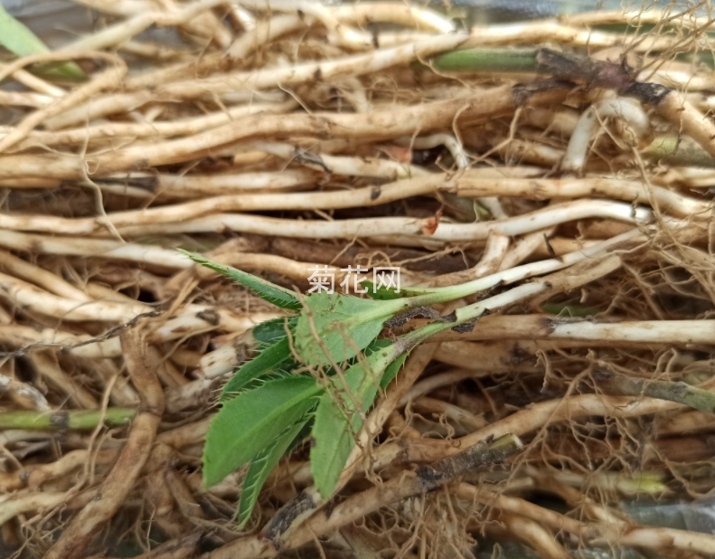 菊科植物小蓟根（图片实拍2）