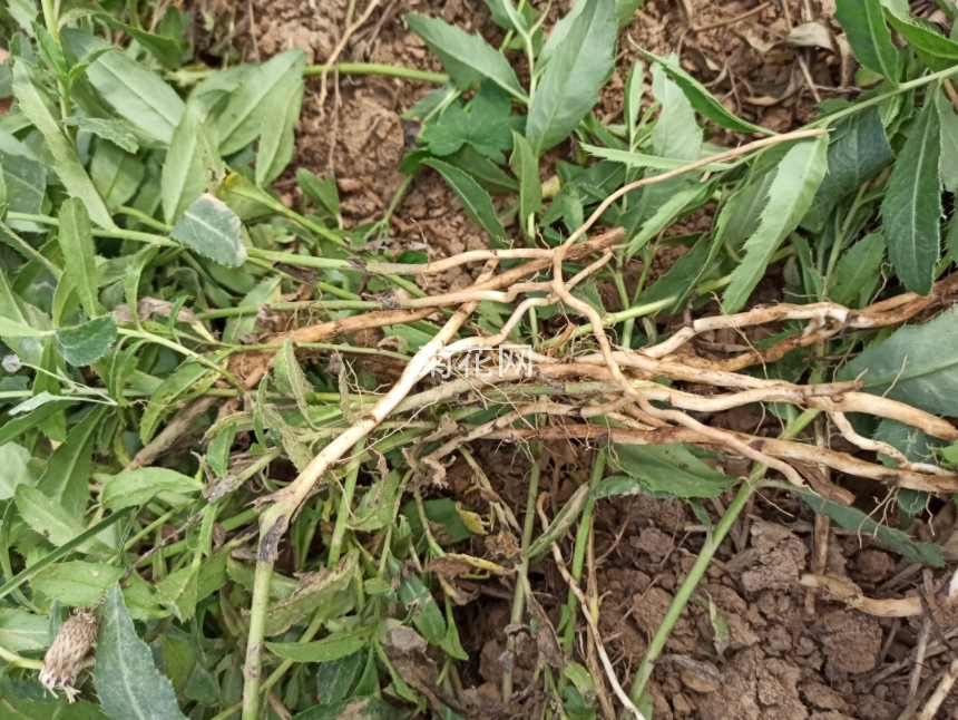 菊科植物小蓟根（图片实拍）