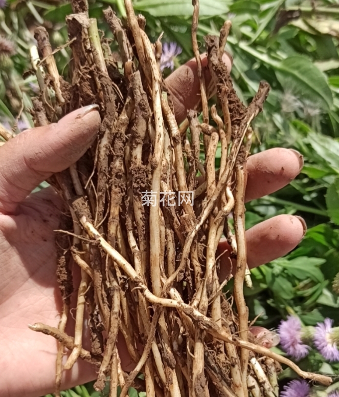 菊科植物小蓟根（图片实拍5）