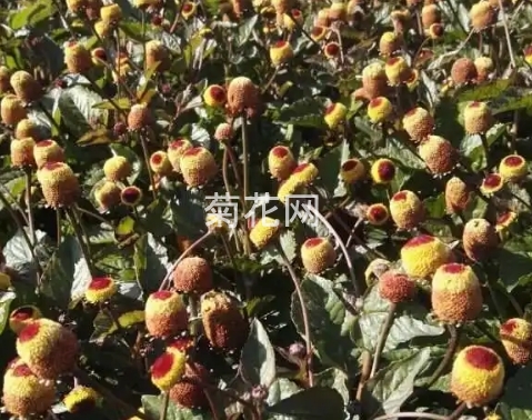 桂圆菊（花卉菊品种）