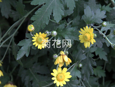 神农香菊是野菊花吗