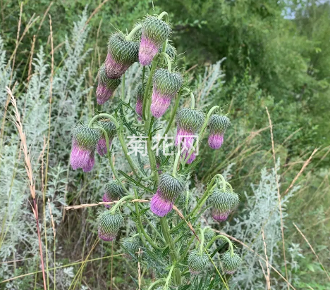 木里蓟：四川专属的菊科植物