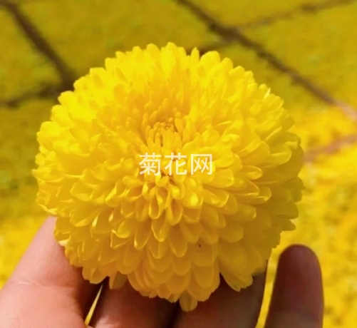 云台冰菊