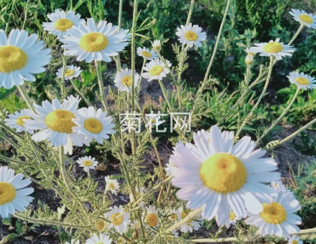 除虫菊