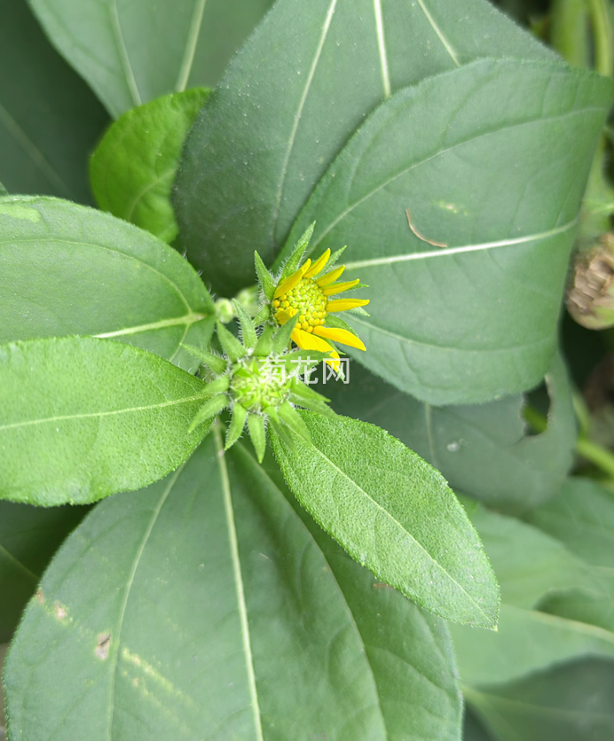 准备绽放的菊芋花